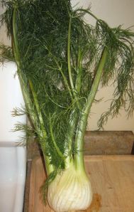 Fennel bulb 001