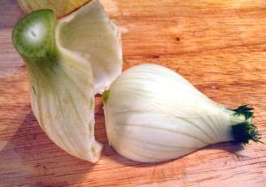 Fennel bulb 006