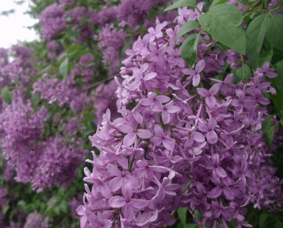 Lilac 005